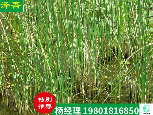 花(huā)葉水(shuǐ)蔥